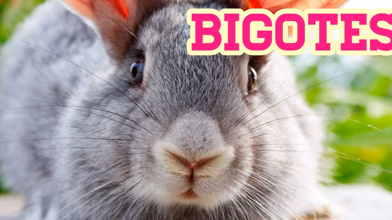 ¿Para qué sirven los bigotes de los conejos?
