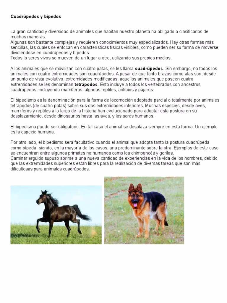 ¿Qué es bipedo y cuadrúpedo?