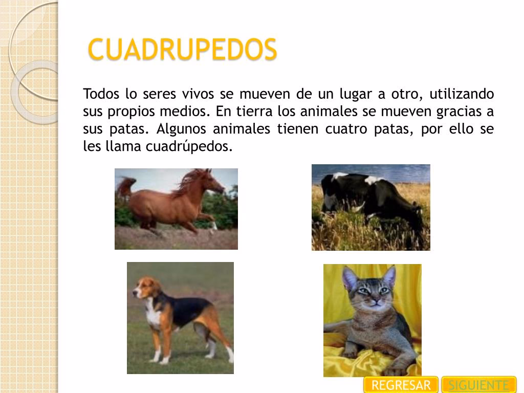 ¿Qué animal es un cuadrúpedo?