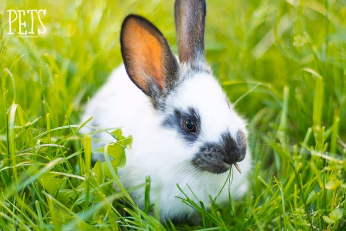 ¿Qué animales son diurnos?