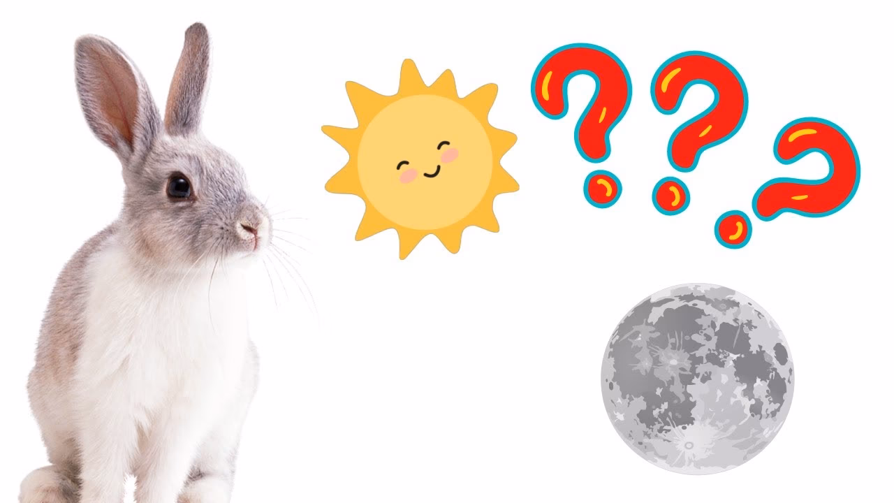 ¿El conejo es diurno?