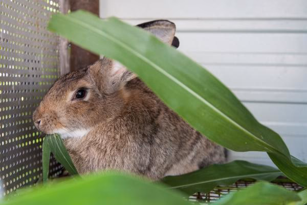 ¿Qué pasa si le doy maíz a mi conejo?