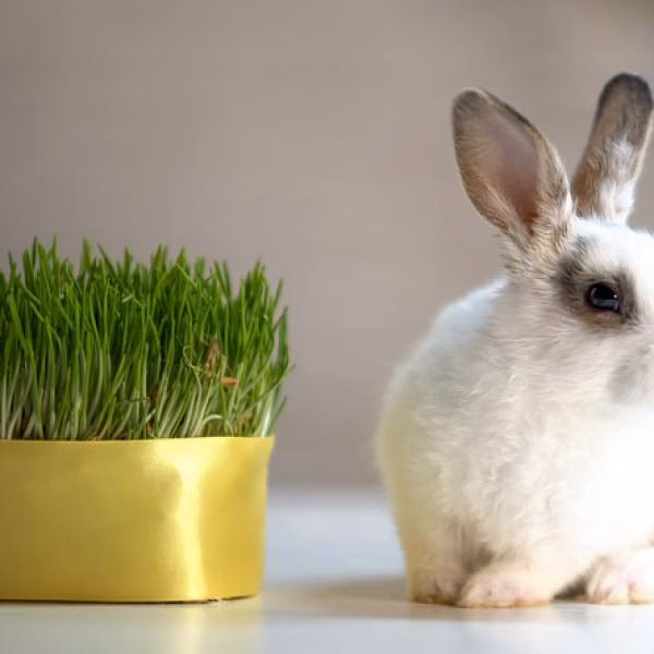 ¿Pueden los conejos ser alimentados con pasto?