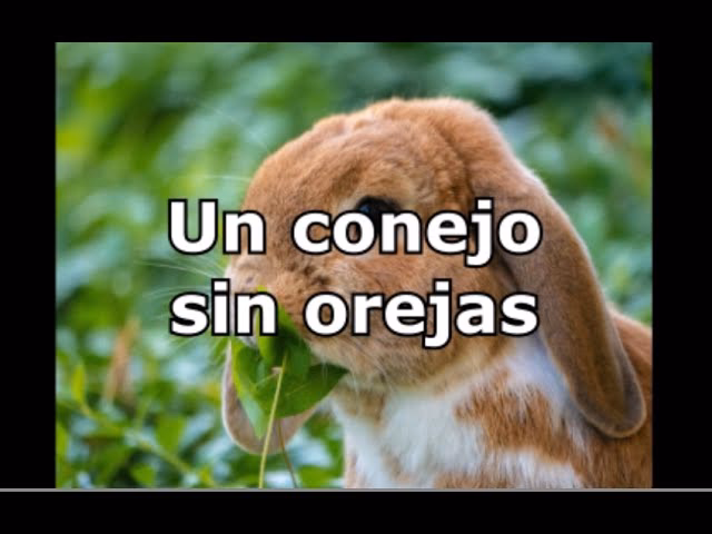 ¿Es Conejo Sin Orejas una comedia?