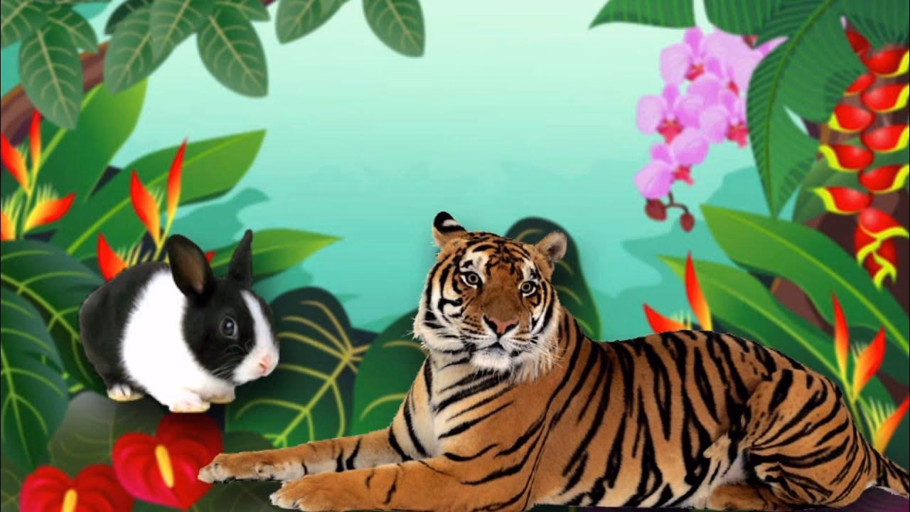 ¿Qué dice el tigre y el conejo?