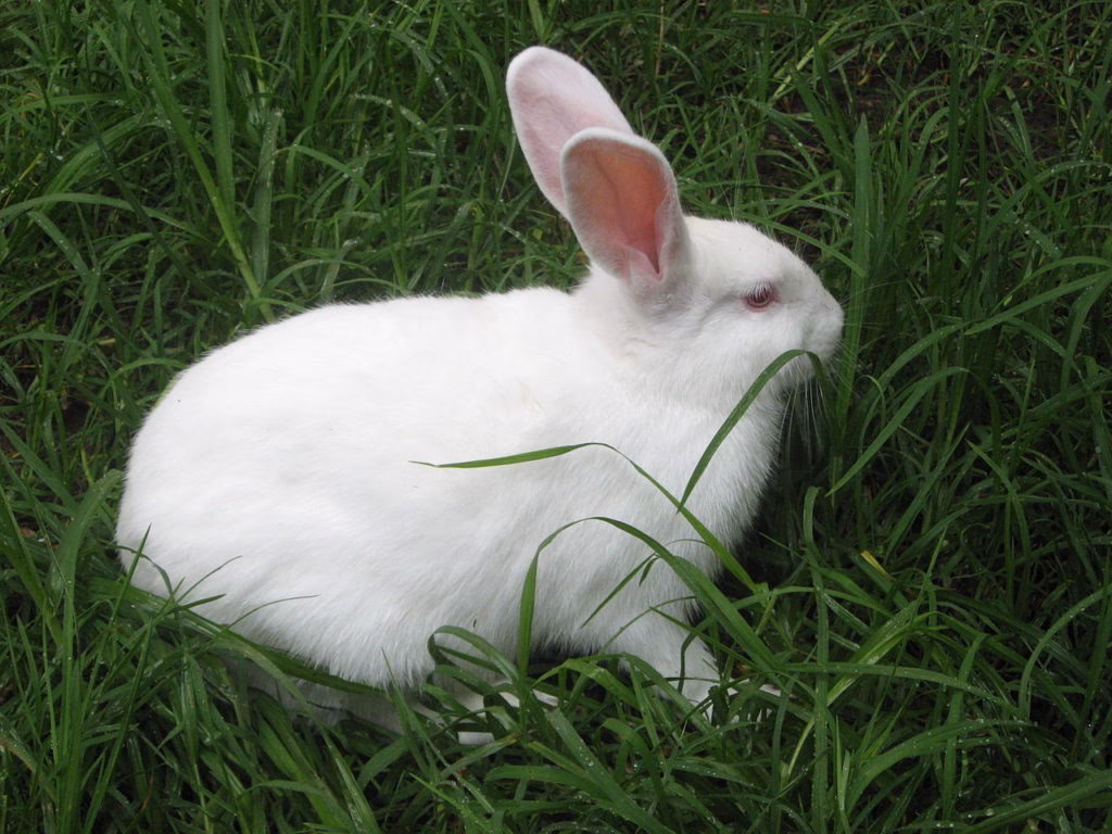 ¿Qué le hace el vinagre a los conejos?