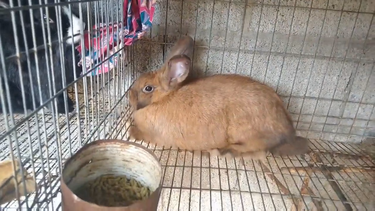 ¿Cómo detectar un embarazo psicológico?