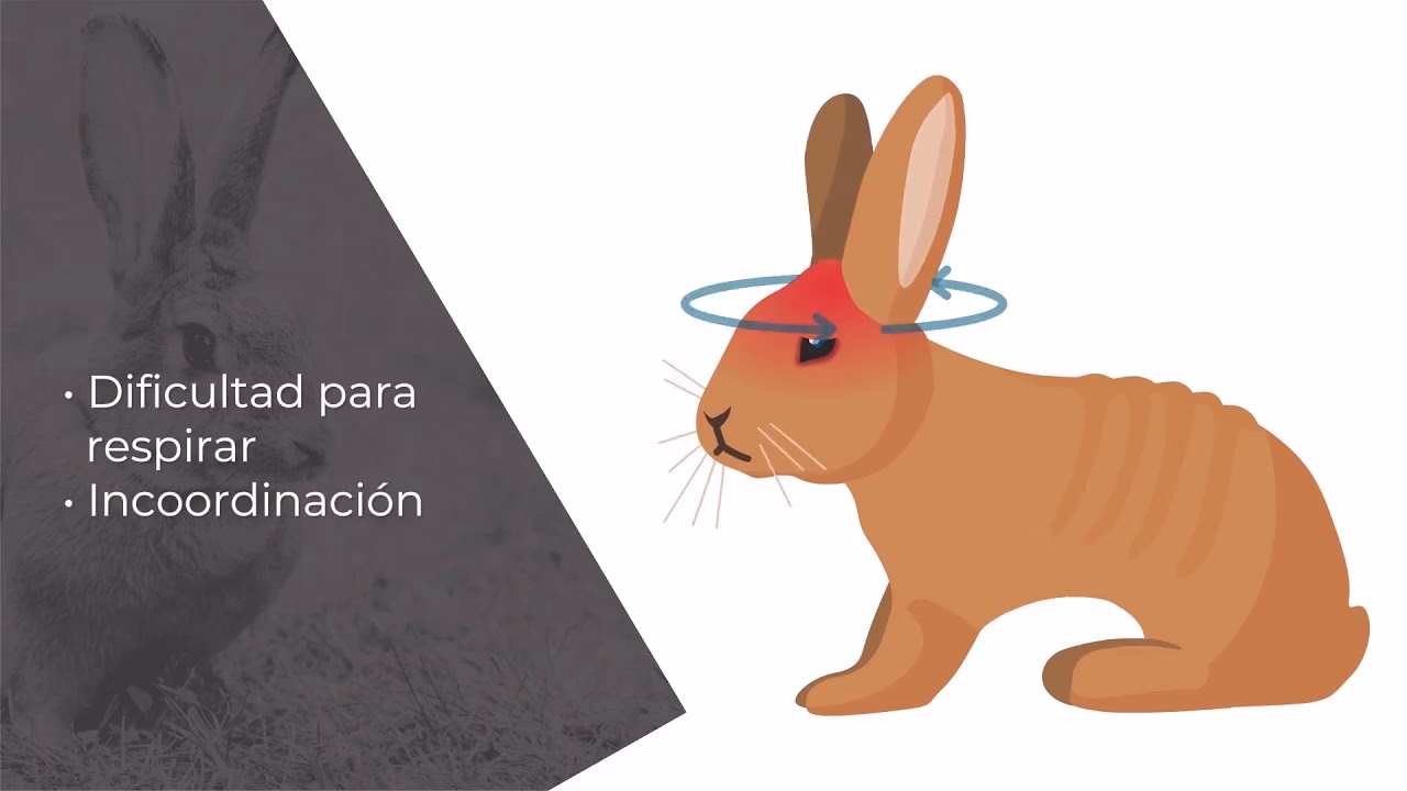 ¿Cómo se transmite la enfermedad hemorrágica epizootica?