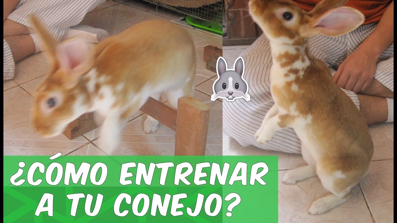 ¿Cómo se entrena a un conejo?