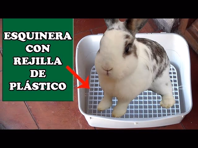¿Qué poner en el esquinero de un conejo?