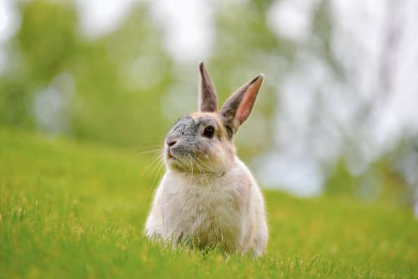 ¿Cómo hacer que un conejo se relaje?