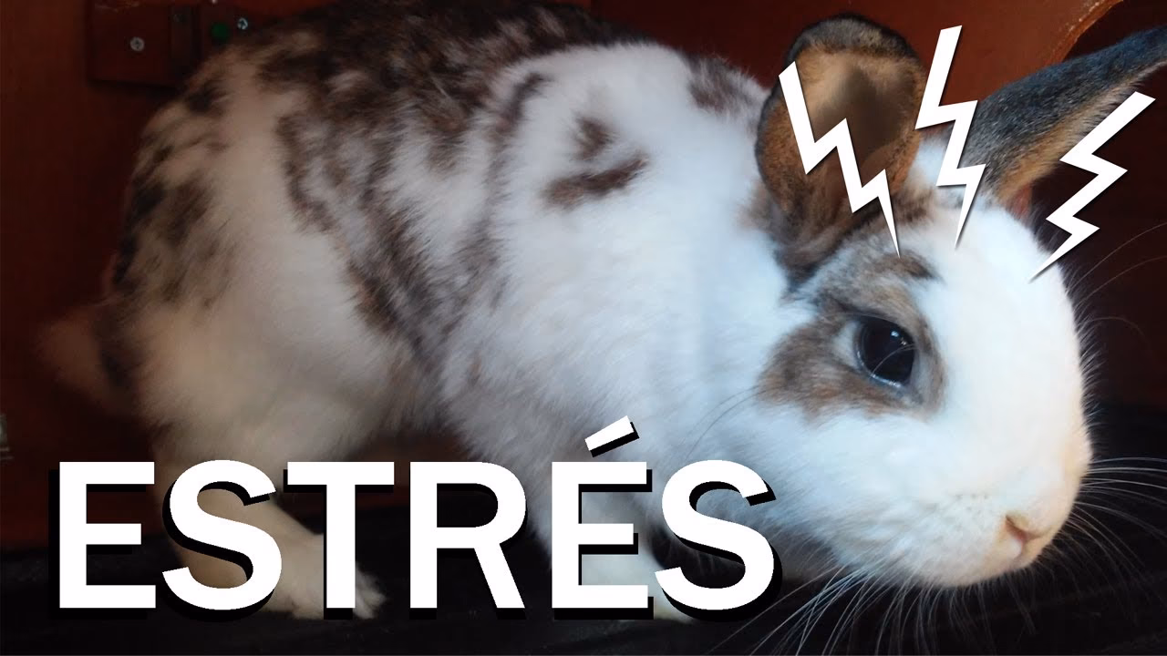 ¿Cuáles son los síntomas de ansiedad en un conejo?