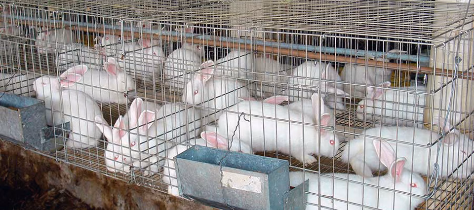 ¿Qué dice la nueva ley sobre la venta y exhibición de conejos como mascotas?