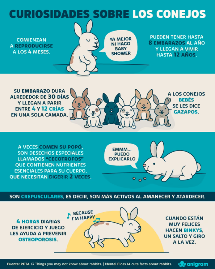 ¿Cuál es el mejor espectáculo de conejos de variedad?