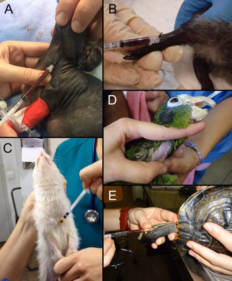 ¿Cuánta sangre se puede extraer de un conejo?