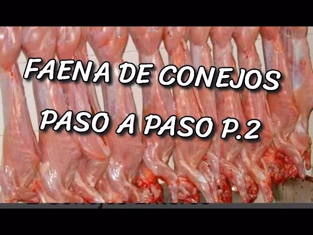 ¿Cómo se le llama a la explotación de conejos?