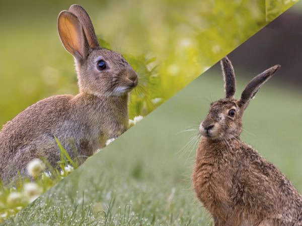 ¿A qué familia pertenecen los conejos y las liebres?