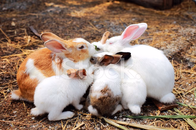 ¿Cómo se llaman las familias de conejos?