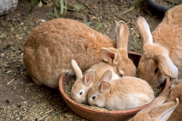 ¿Cómo se le llama a una familia de conejos?