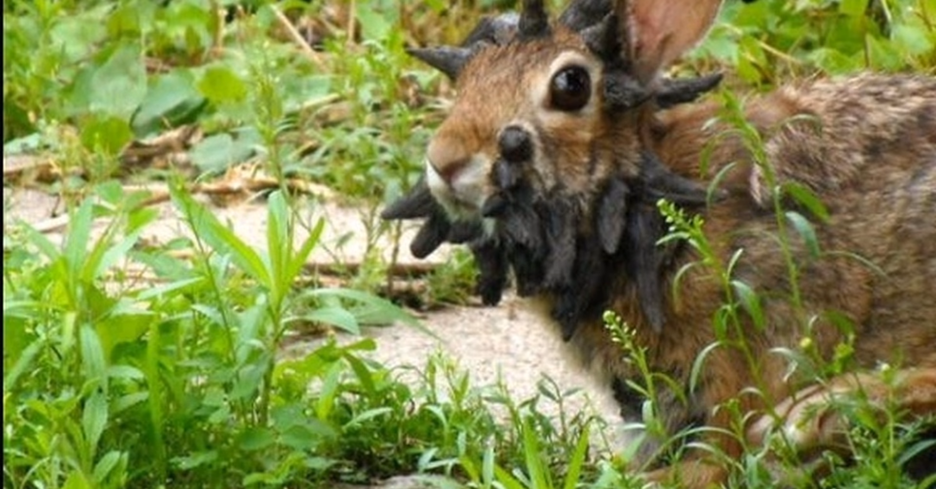 ¿Cuál es el agente causal del fibroma de Shope en conejos?