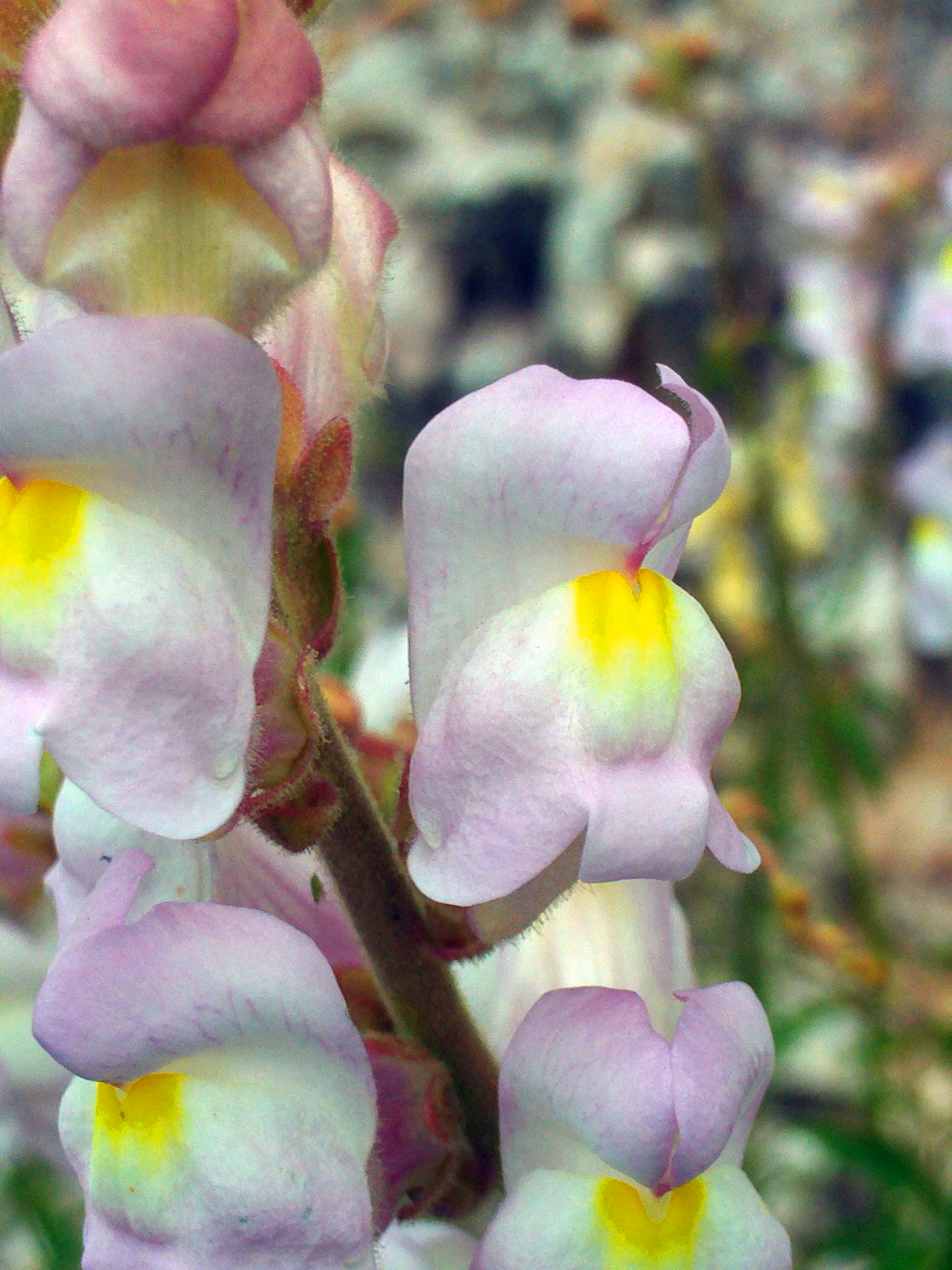 ¿Cuál es el significado espiritual de la flor de boca de dragón?