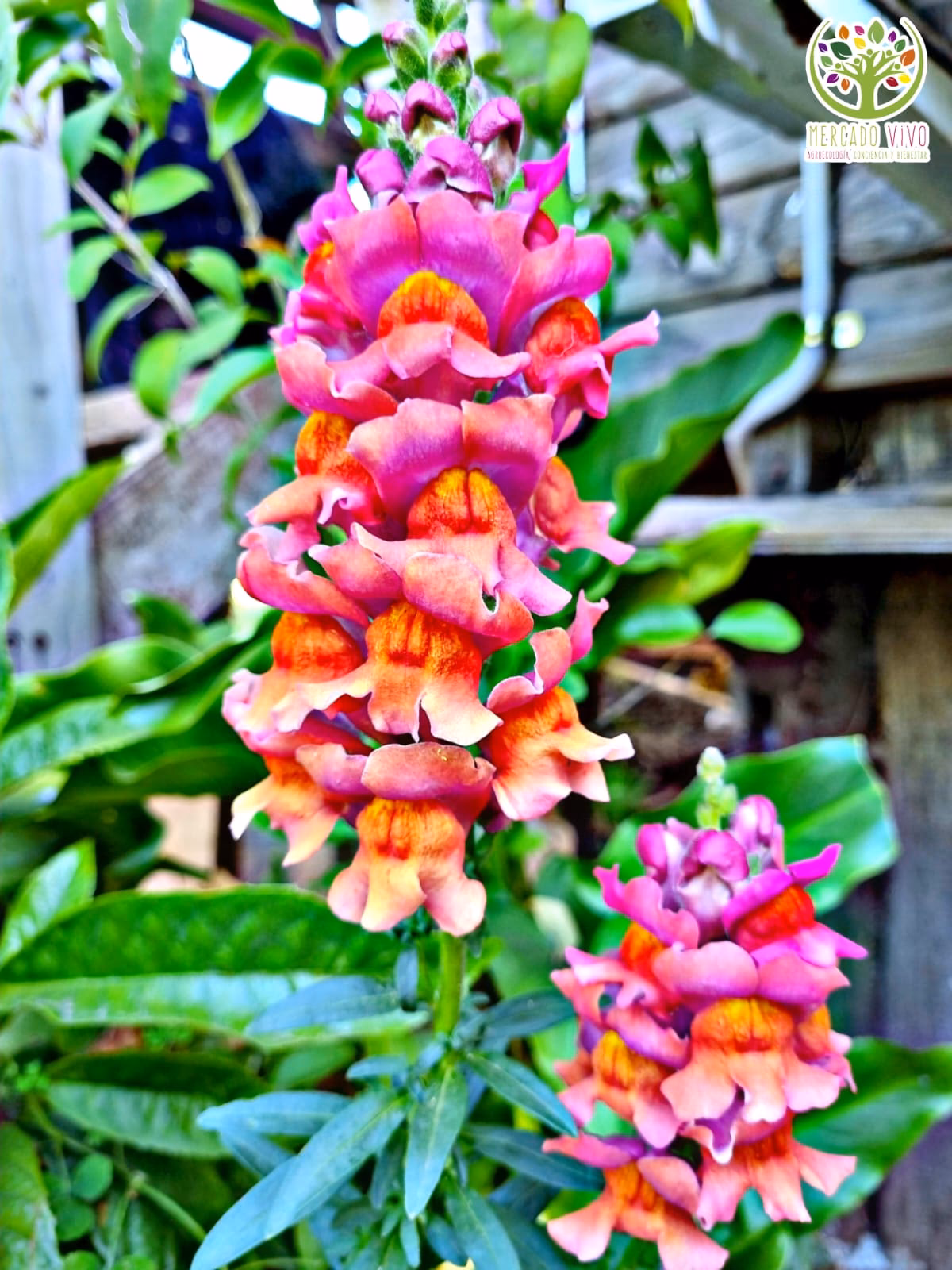 ¿Cuánto dura la planta de conejito?