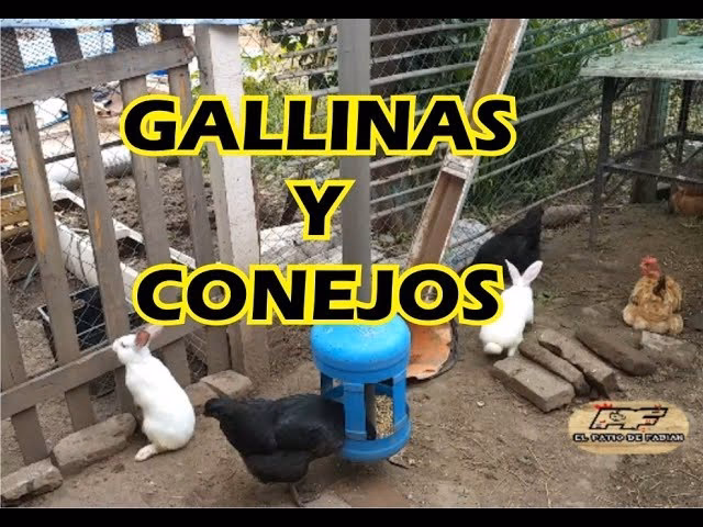 ¿Cuál es el enemigo de las gallinas?