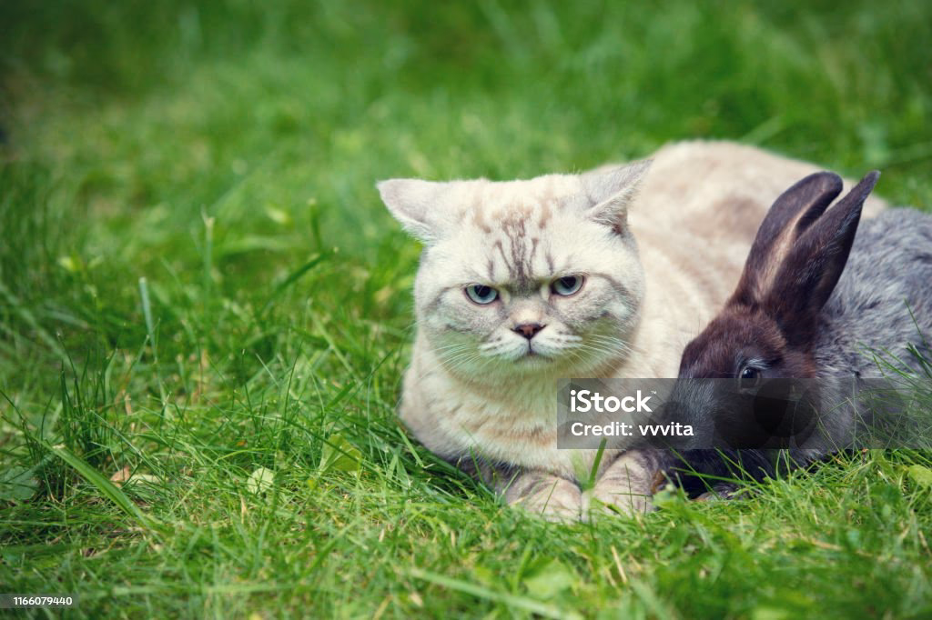 ¿Pueden un conejo y un gato ser amigos?