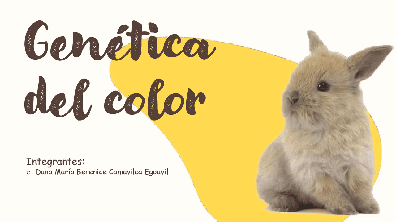 ¿Qué color de pelo tendrá la descendencia al cruzar conejos blancos?