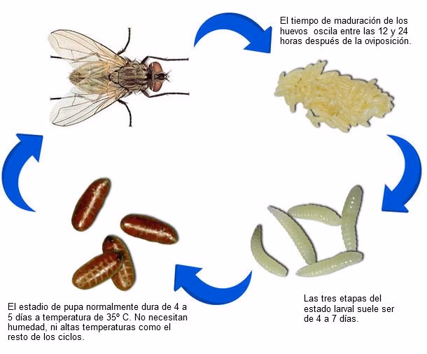 ¿Cómo se cura una gusanera?
