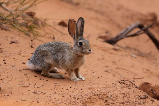 ¿Dónde viven los conejos del desierto?
