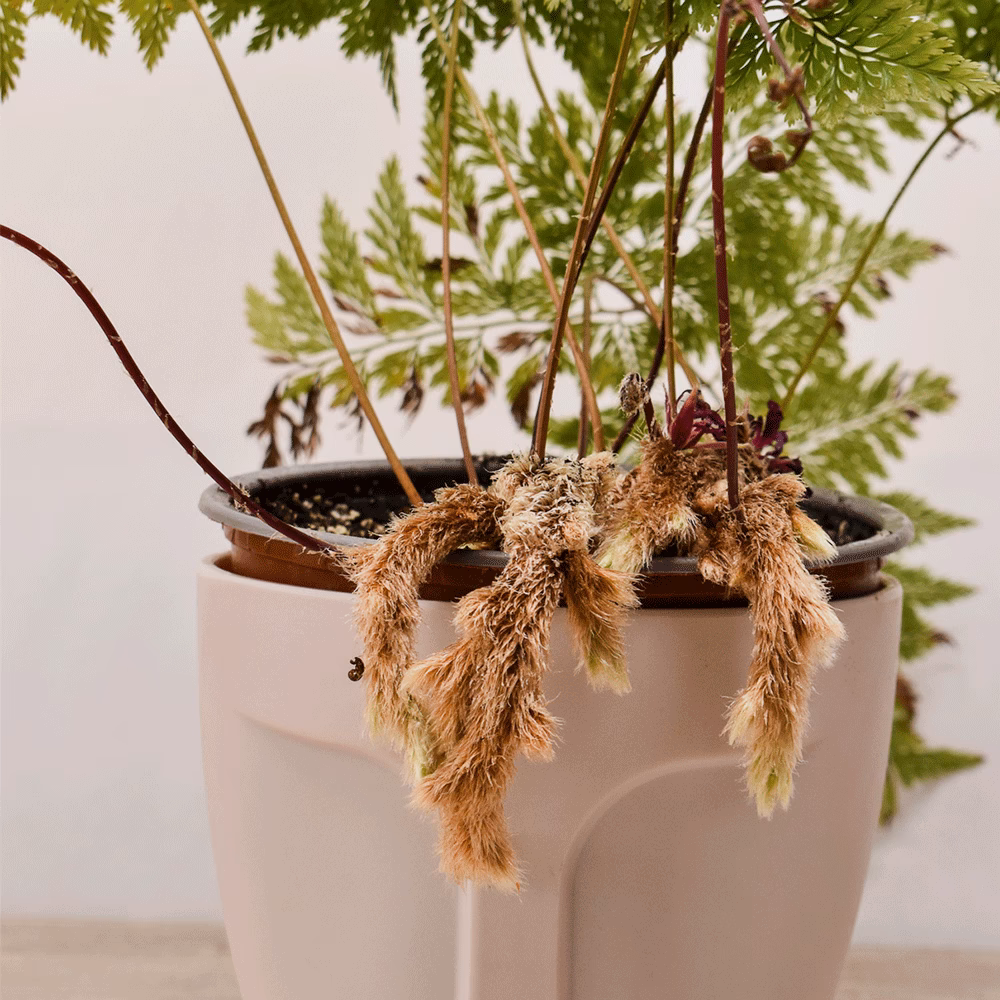 ¿Cuánto tiempo viven los helechos pata de conejo?