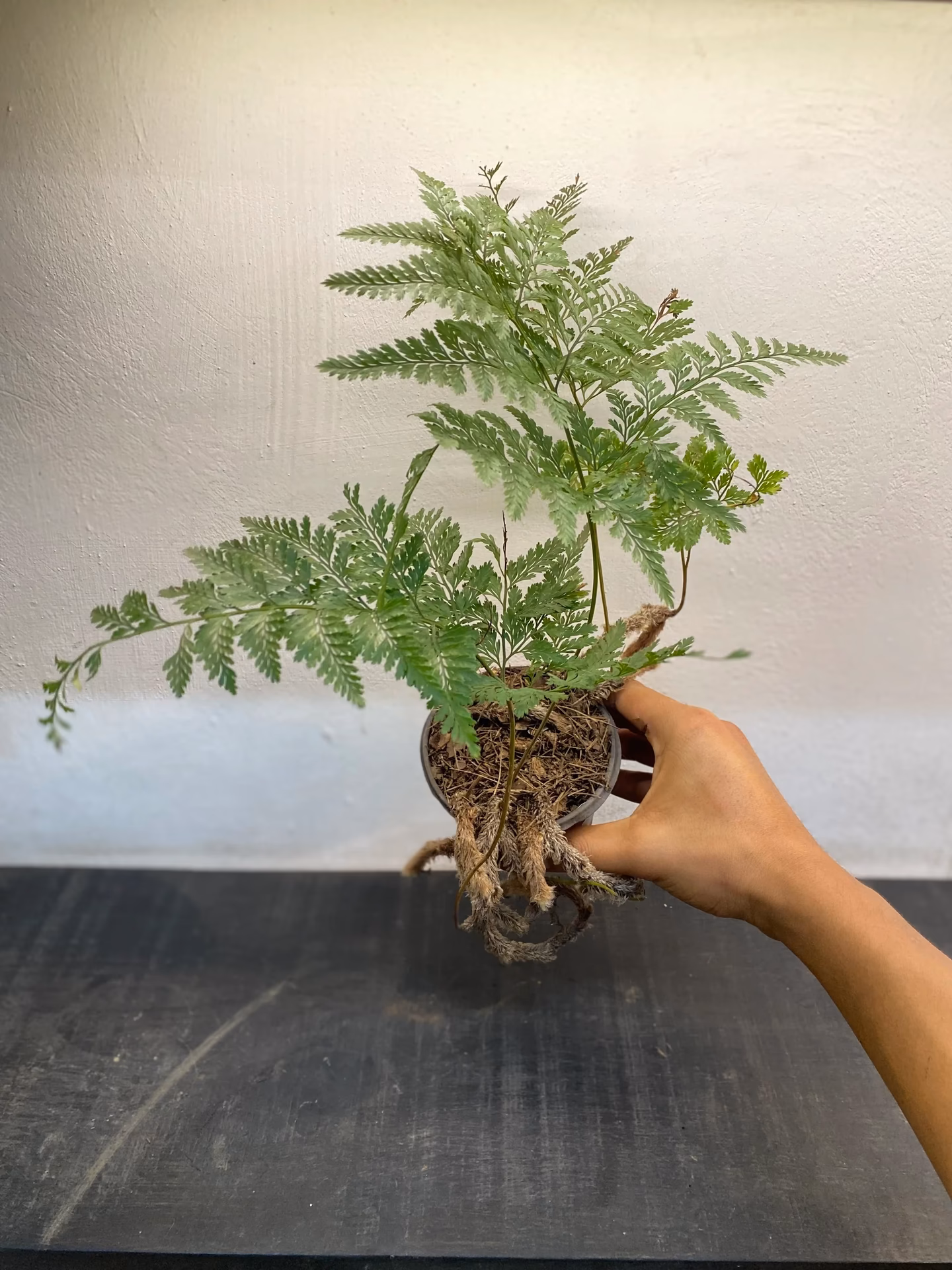 ¿Dónde se debe colocar un helecho en casa?