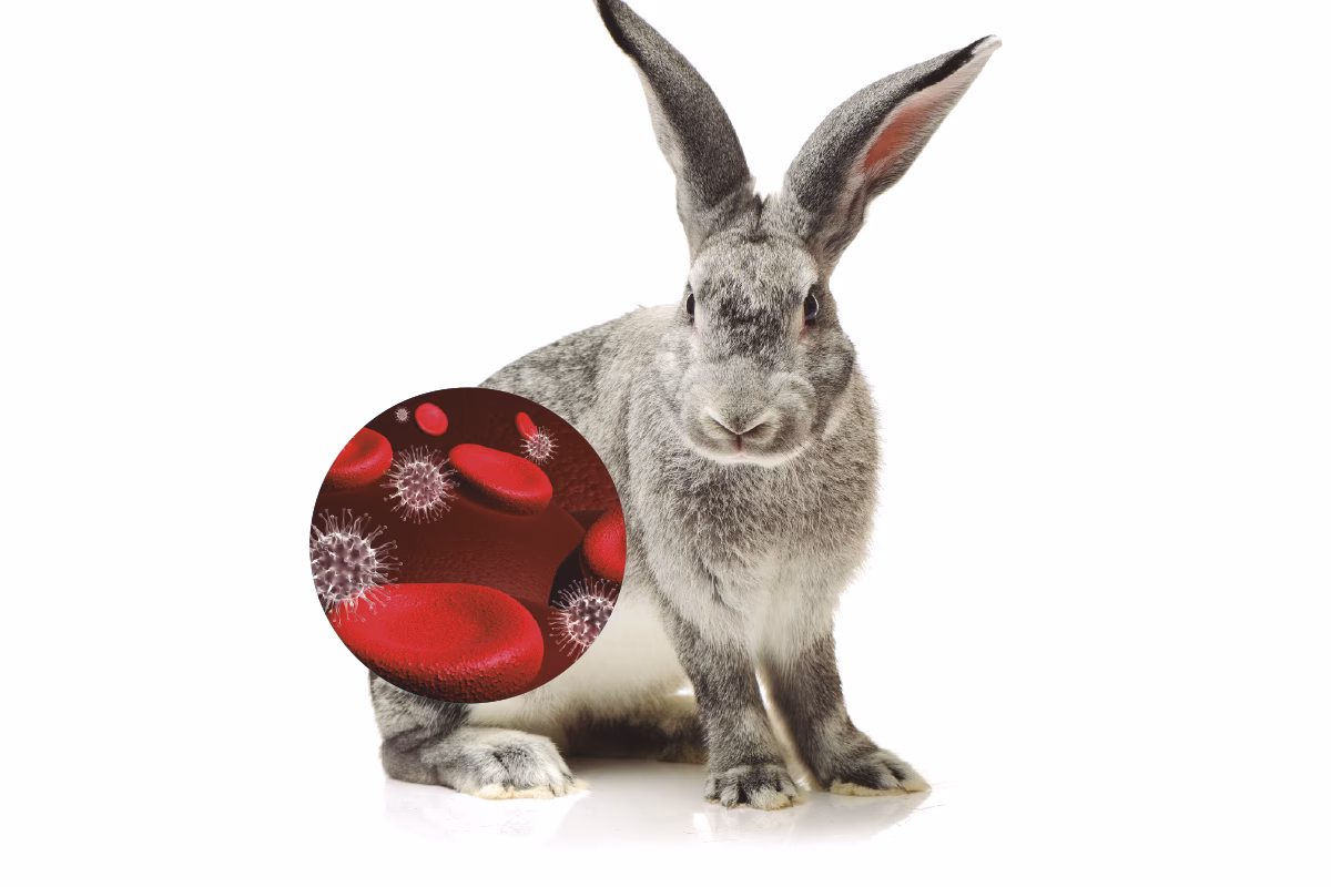 ¿Cómo se cura la enfermedad hemorrágica del conejo?