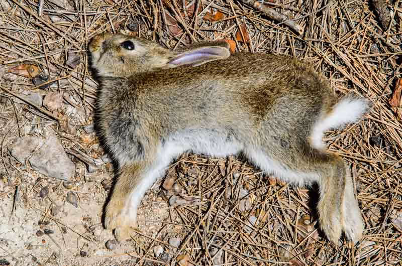 ¿Pueden los conejos sobrevivir a la enfermedad hemorrágica?