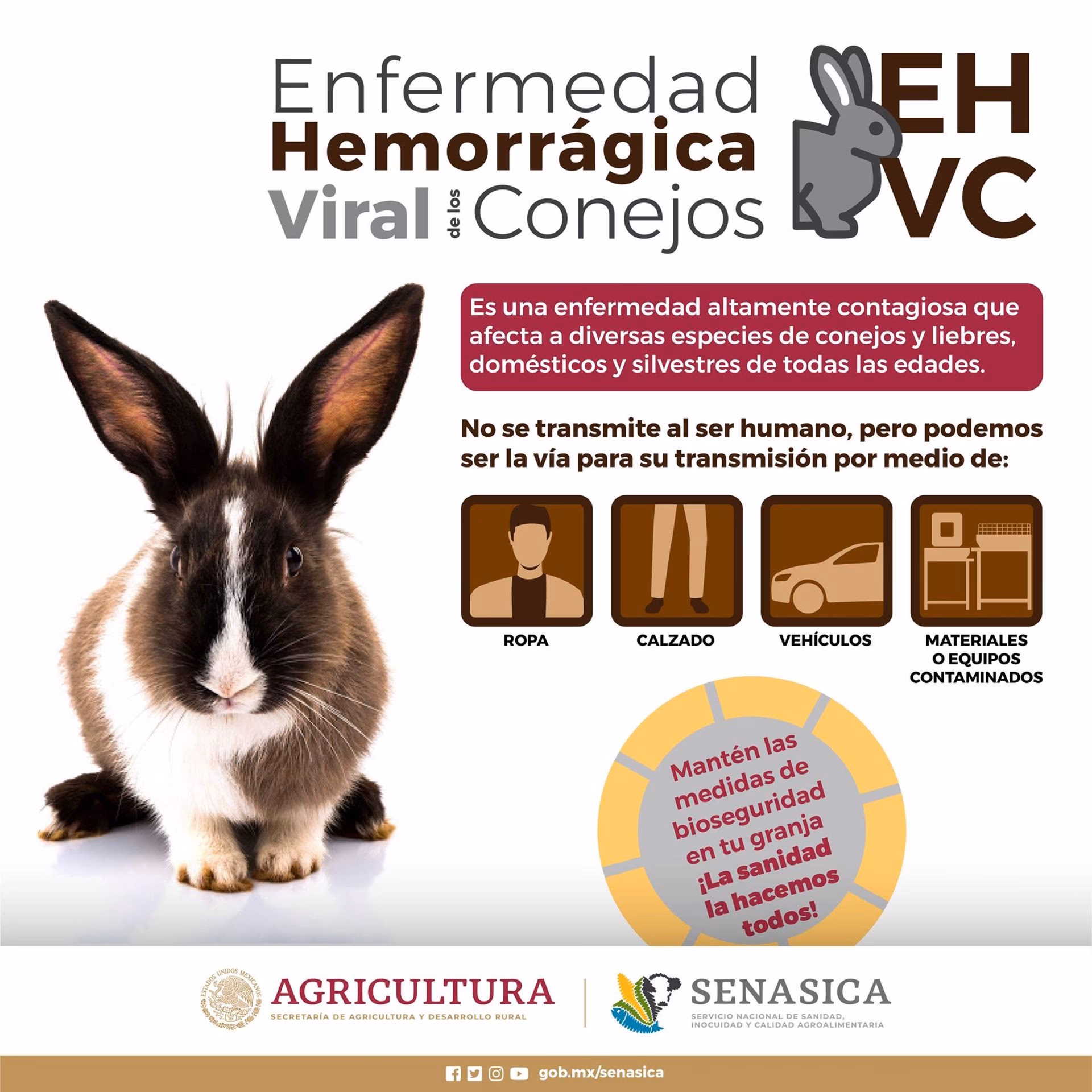 ¿Qué es la enfermedad vírica hemorrágica en los conejos?