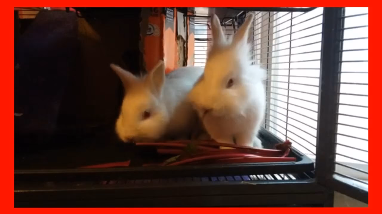 ¿Puede un conejo comer hojas de remolacha?