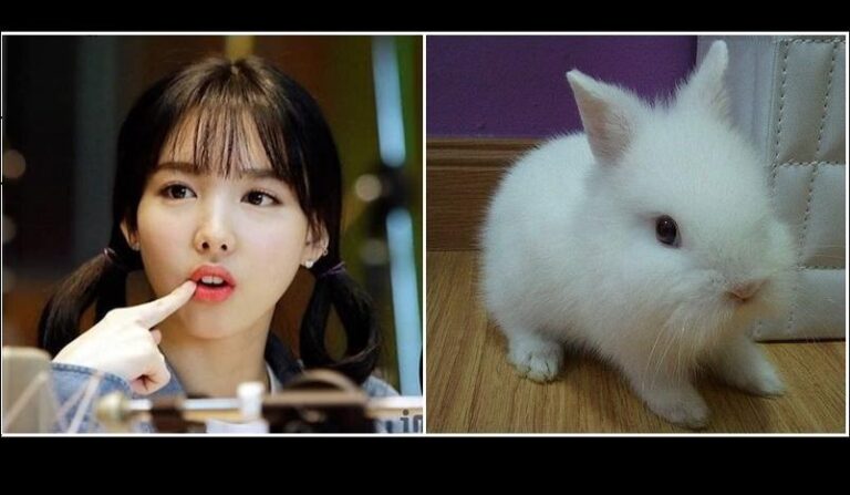 Idols K-Pop con Encanto de Conejo y J Rabbit | Mundo Conejo
