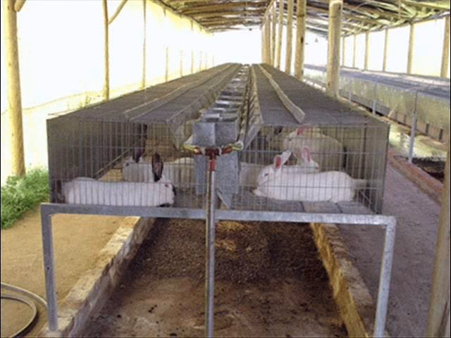 ¿Cómo son las instalaciones donde se crian los conejos?