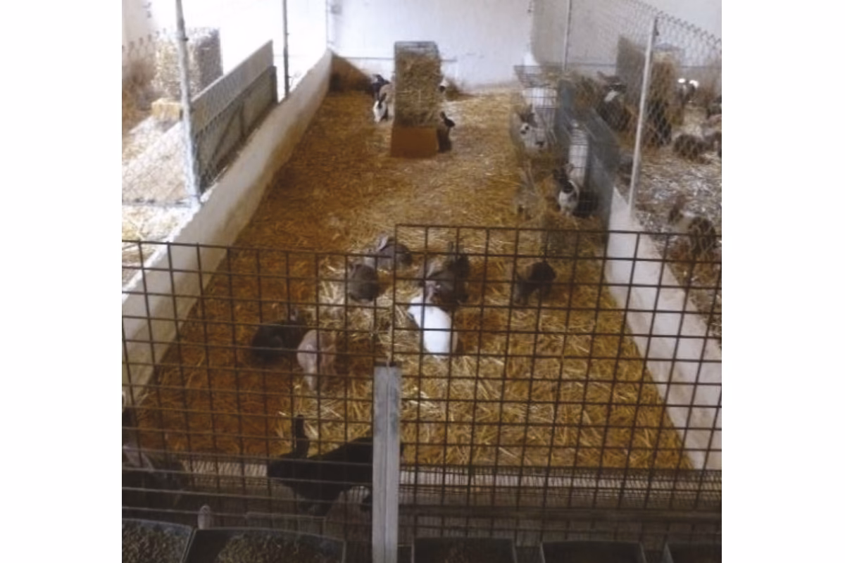 ¿Cómo deben ser las instalaciones para conejos?