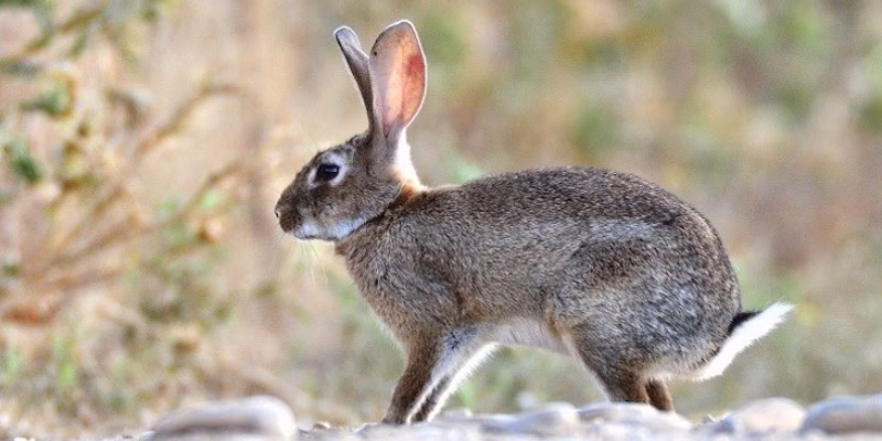 ¿Puedes caminar alrededor de la Isla Conejo?