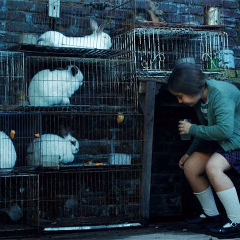 ¿Cómo se llama la película de los conejos en Netflix?