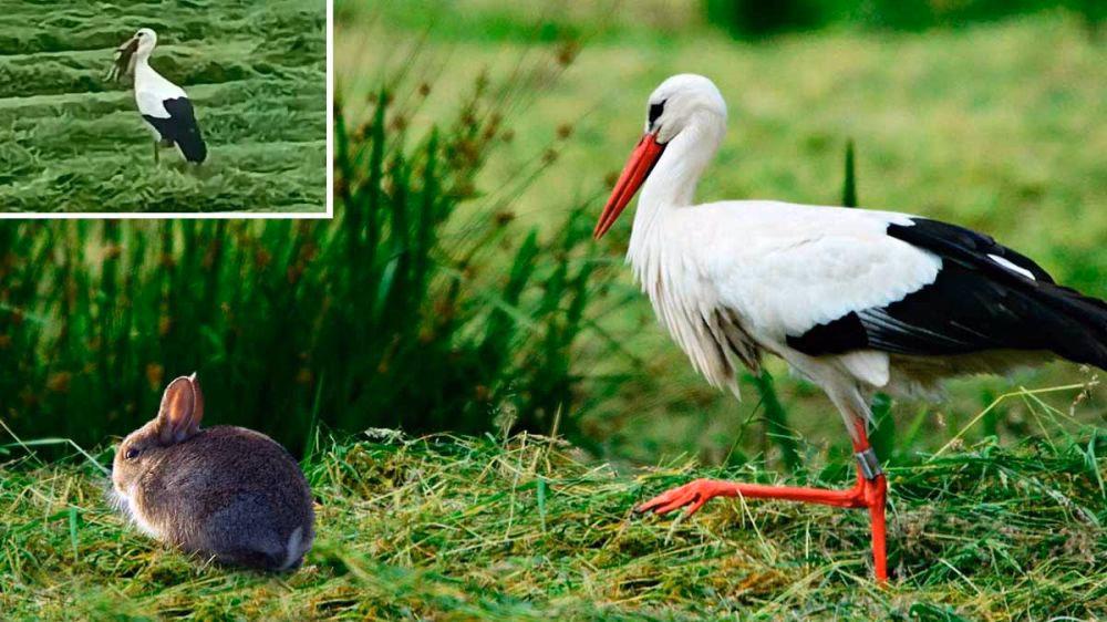 ¿Qué nos enseña el cuento de la cigueña María?