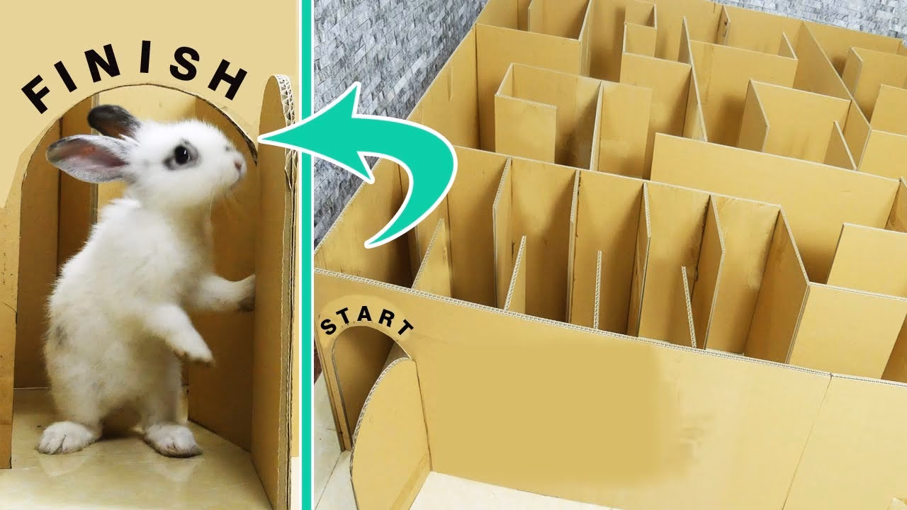 ¿A los conejos les gustan los laberintos?