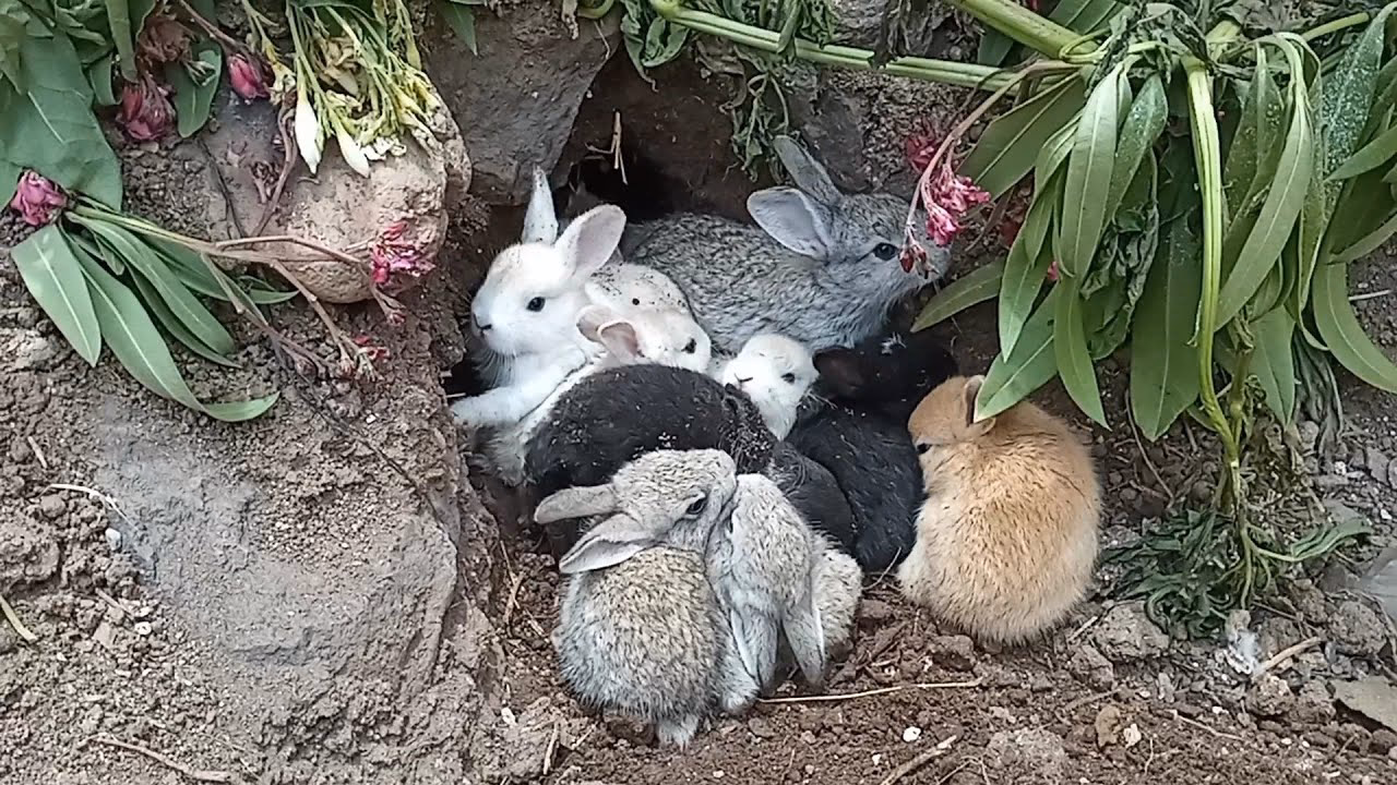 ¿Por qué mi coneja se come a sus crías?