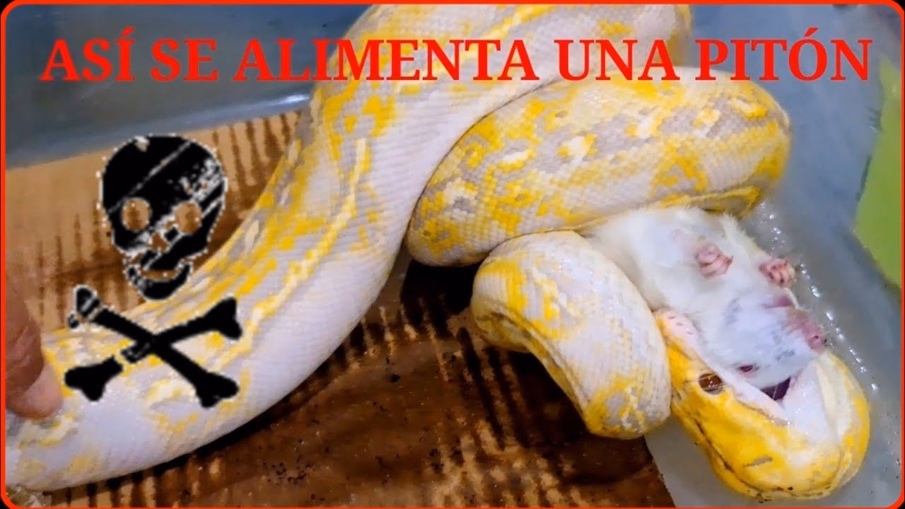 ¿Las serpientes comen conejos?