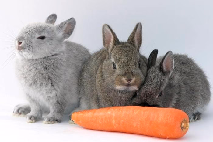 ¿Pueden las zanahorias causar estasis gastrointestinal en los conejos?