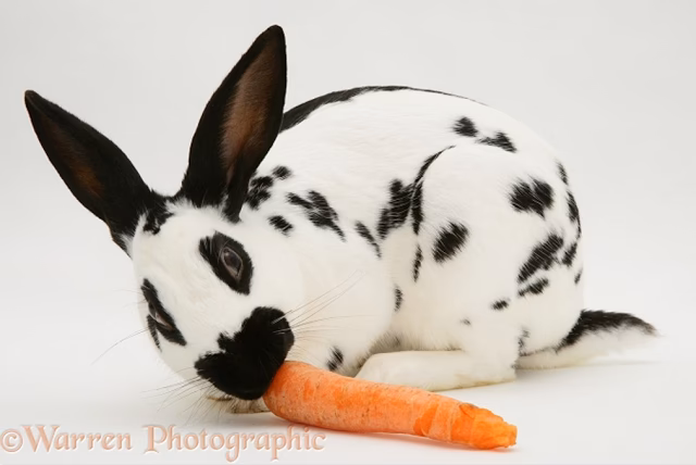 ¿Qué pasa si le doy lechuga a mi conejo?