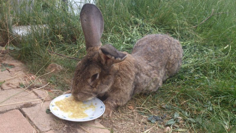 ¿Cuánto ibuprofeno puedo darle a un conejo?