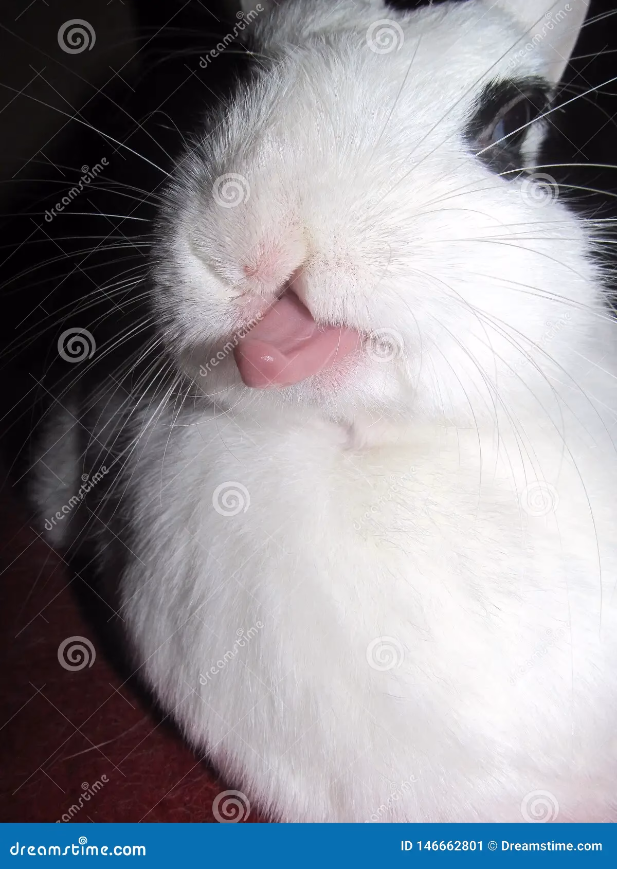 ¿Qué es la tendencia de la lengua de conejo?